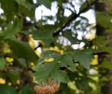 Rustic Lakes Campgrounds Inc