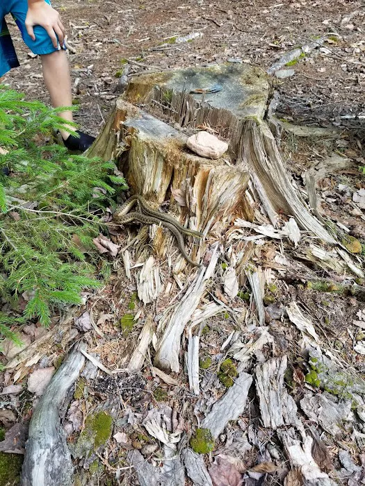 Mattawamkeag Wilderness Park Campground Picture 9
