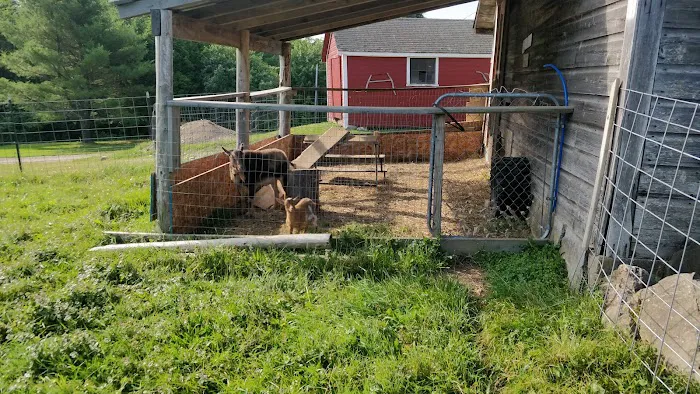 Shin Pond Village Campground Picture 6
