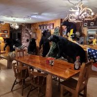 Matagamon Wilderness Campground ico