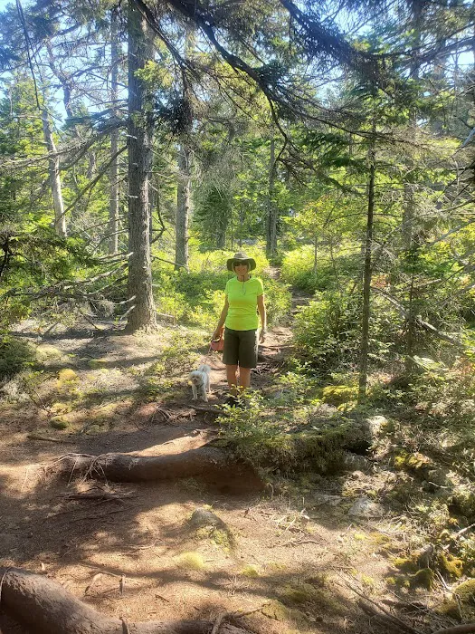 Schoodic Woods Campground Picture 7