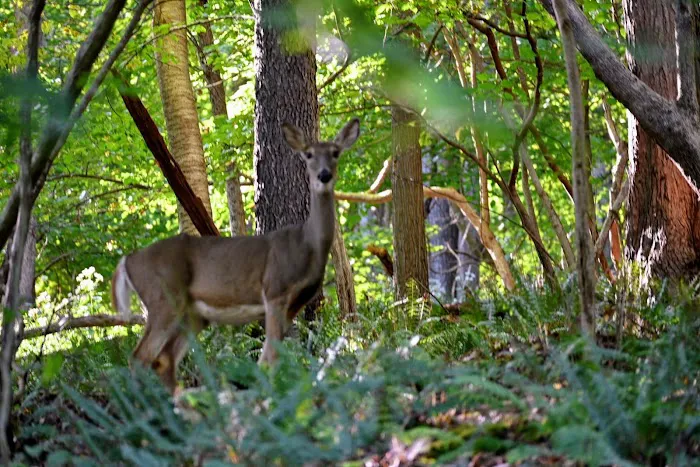 Uncle John's Campground Picture 3