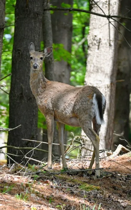 Uncle John's Campground Picture 1