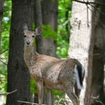 Uncle John's Campground