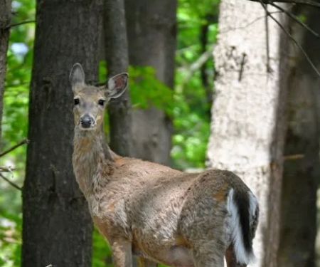 Uncle John's Campground