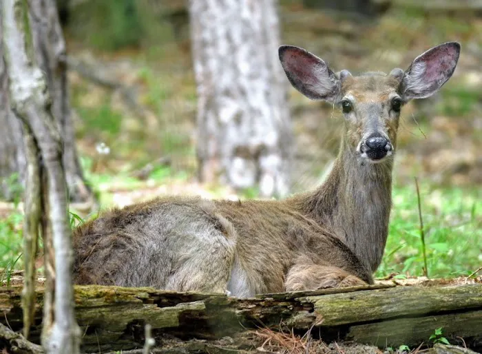 Uncle John's Campground Picture 2