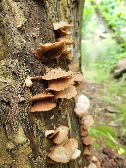 Mohican State Park - Backpack Campsite #10 Picture 6