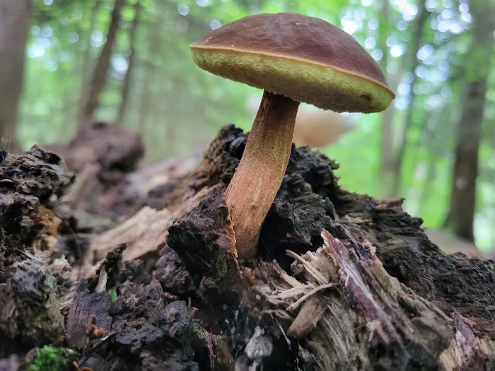 Mohican State Park - Backpack Campsite #10 Picture 8