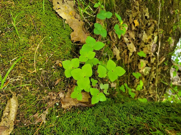 Mohican State Park - Backpack Campsite #10 Picture 3