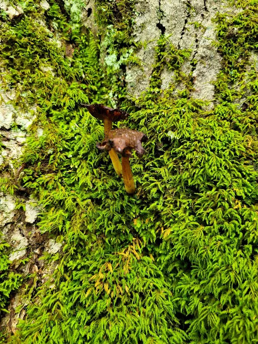 Mohican State Park - Backpack Campsite #10 Picture 4