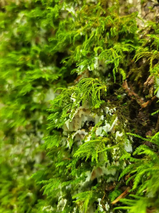 Mohican State Park - Backpack Campsite #10 Picture 2