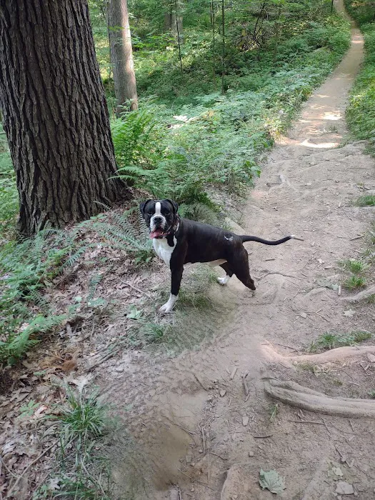 Mohican State Park - Backpack Campsite #10 Picture 9