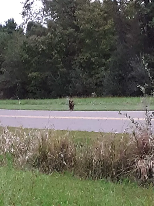 4405 Dillon Hills Dr Picture 2