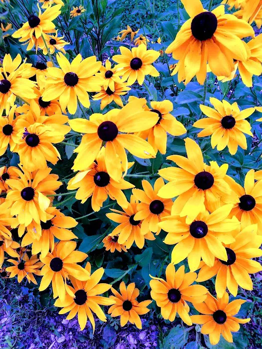 Ruby Lake Campground Picture 10