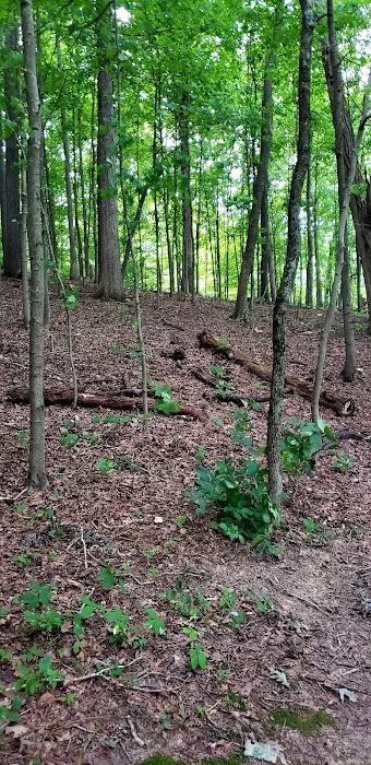 Lake Snowden Campground Picture 4