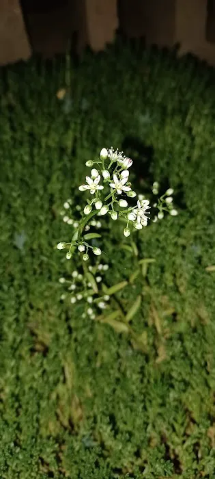 Olde Oak RV Park & Campground Picture 1