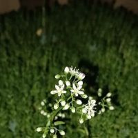 Olde Oak RV Park & Campground ico