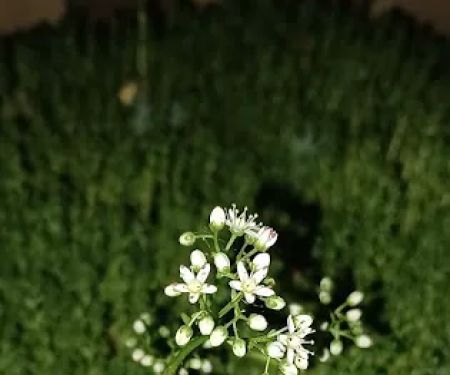 Olde Oak RV Park & Campground