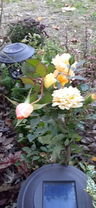 Olde Oak RV Park & Campground Picture 2