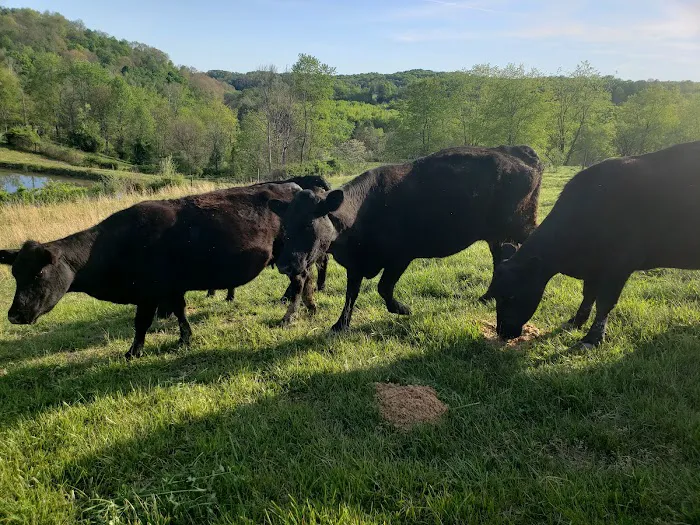 Dexter Run Farms and Lodging Farm Cabin Picture 6