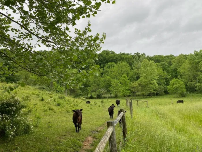 Dexter Run Farms Little Cabin Picture 4