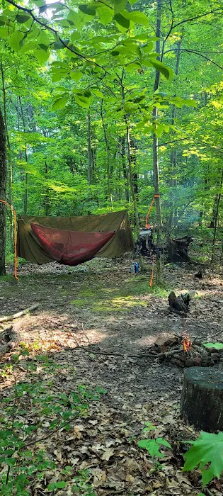 Zeleski State Forest Camp 3 - Secluded Camp Site Picture 2