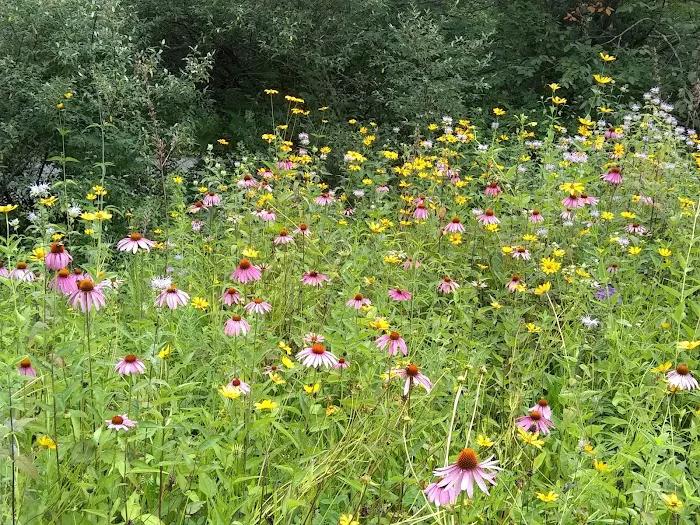 Summit Lake Campground Picture 9