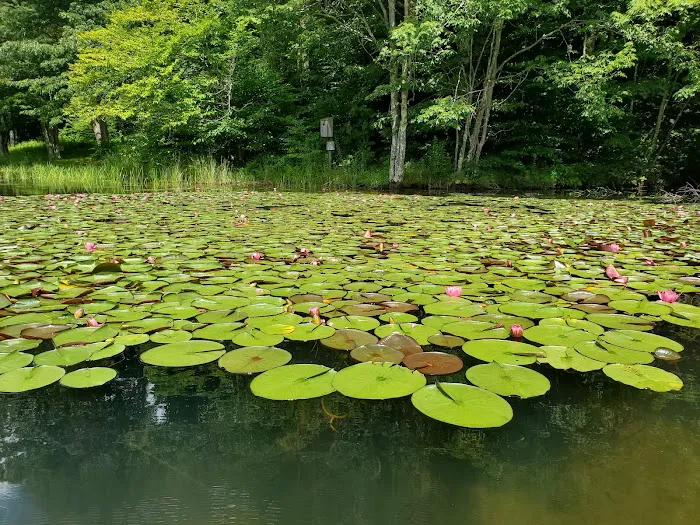 Summit Lake Campground Picture 5