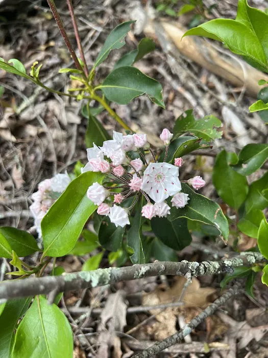 Long Point Cabins & RV Picture 4