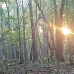 Caswell Gamelands Camping