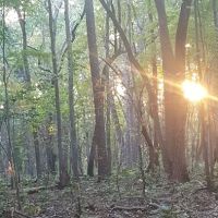 Caswell Gamelands Camping ico