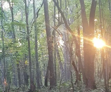 Caswell Gamelands Camping