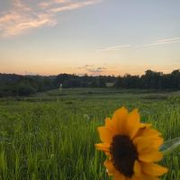 Crooked Mountain ico