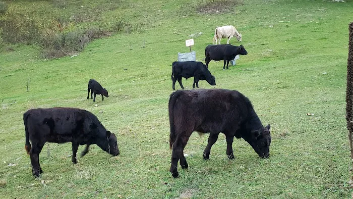 Rocky Knob Campground Picture 2