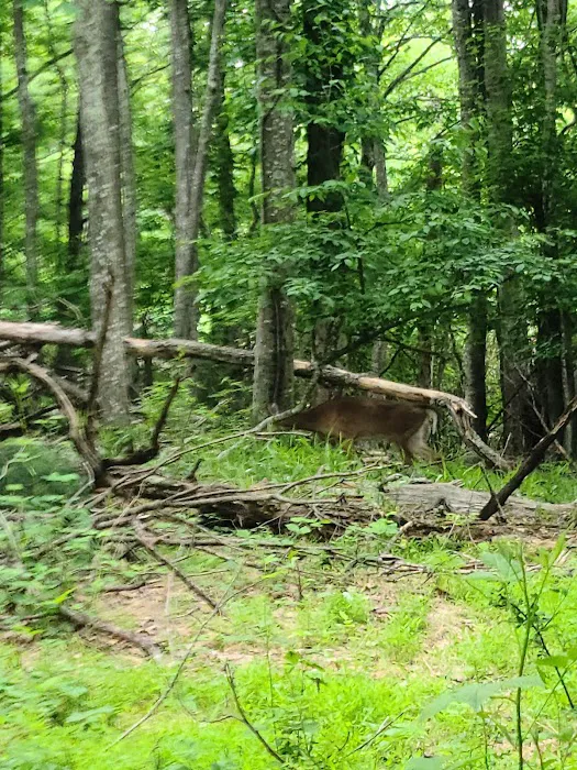 Rocky Knob Recreation Area Picture 3