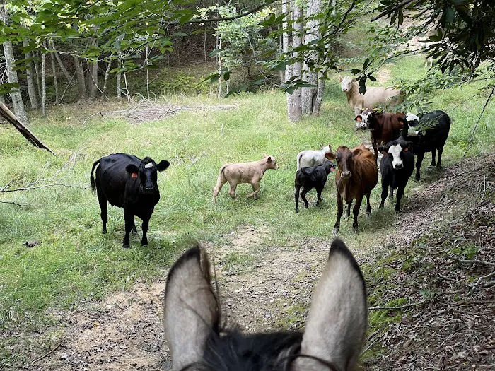 Camp Creek at Little River Farm Picture 9