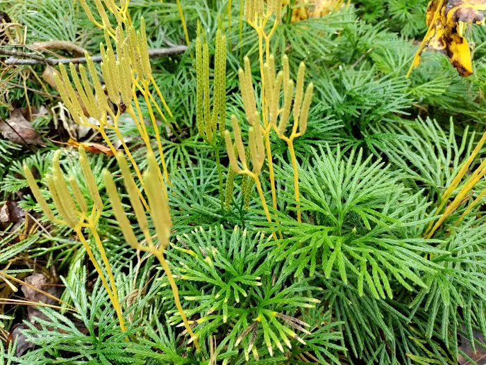 Boley Field Group Campground Picture 9