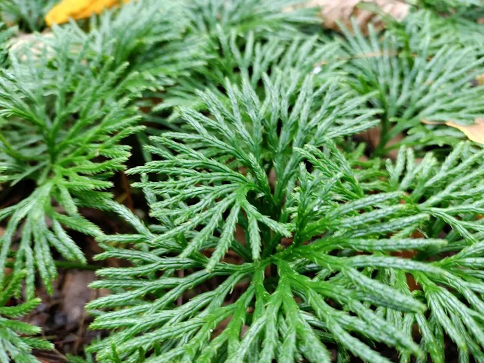 Boley Field Group Campground Picture 7