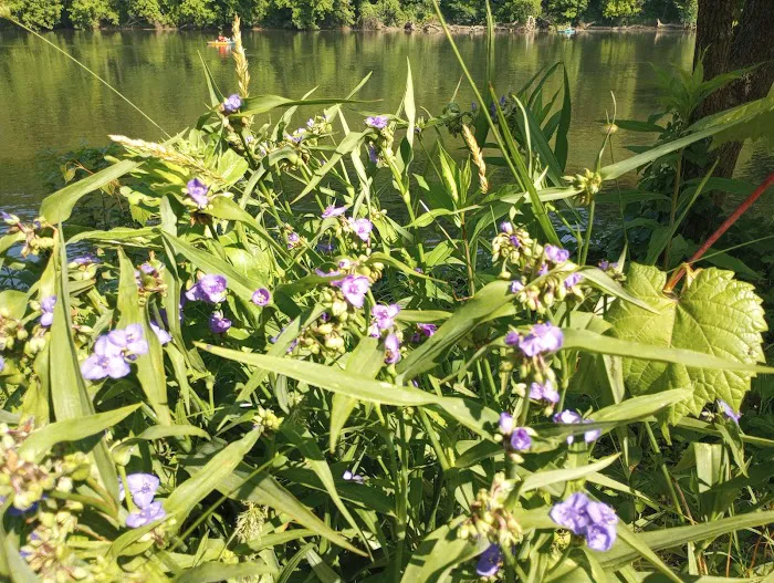 Eggleston Springs Campground Picture 2