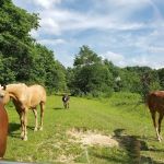 Berlin Heights Holiday Park