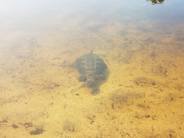 Sabao Lake Campground Picture 5