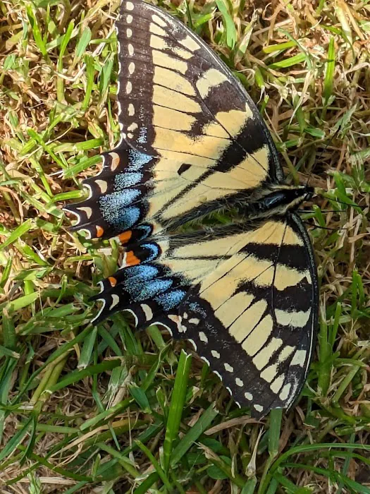 2 Bees Campground Picture 8