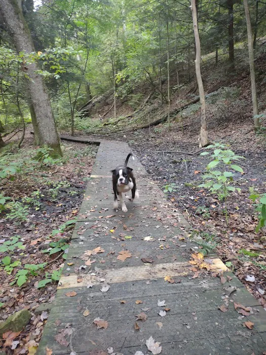 Mohican-Memorial State Forest - Backpack Campsite #3 Picture 2