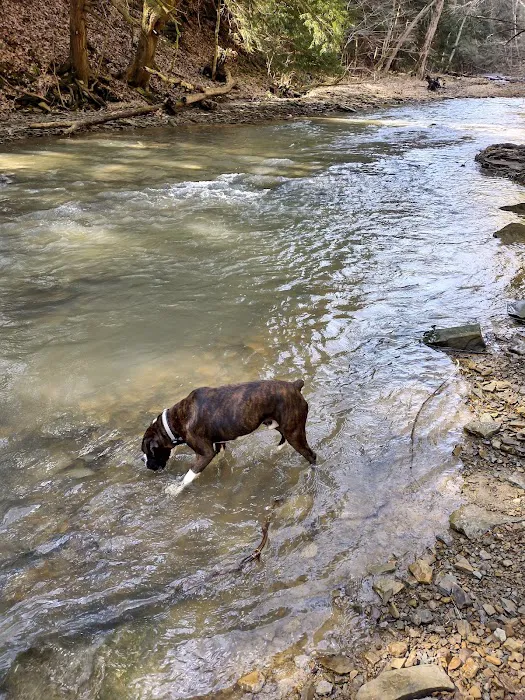 Mohican-Memorial State Forest - Backpack Campsite #3 Picture 5