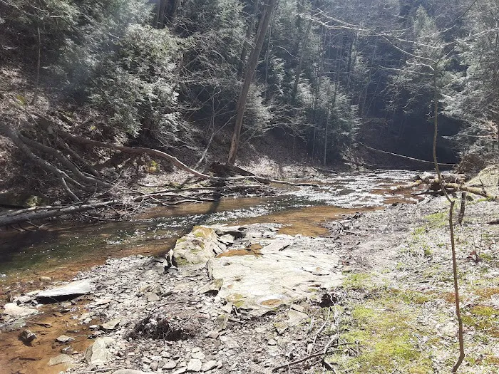 Mohican-Memorial State Forest - Backpack Campsite #3 Picture 4