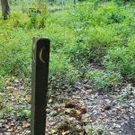 Mohican State Park - Backpack Campsite #2