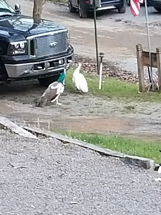 Butler North KOA Picture 2