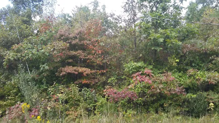 Vinton Furnace State Forest Hunters Camp Picture 6