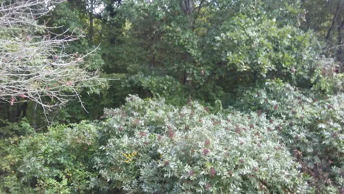 Vinton Furnace State Forest Hunters Camp Picture 7