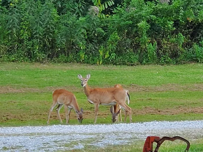 Rippling Waters Campground Picture 10